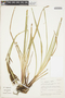 Carex jamesonii Boott, COSTA RICA, K. A. Barringer 3281, F