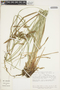 Carex ballsii image