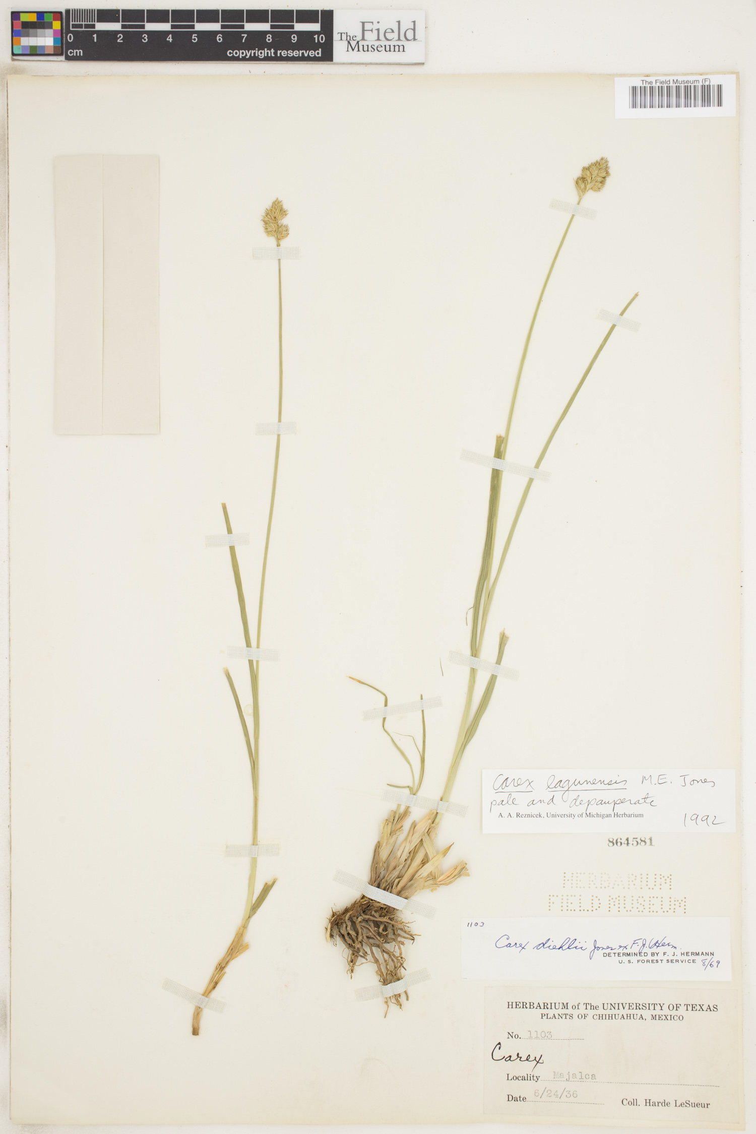 Carex lagunensis image