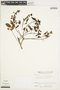Pterocarpus acapulcensis Rose, VENEZUELA, J. A. Steyermark 106542, F