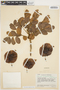 Pterocarpus acapulcensis Rose, VENEZUELA, J. A. Steyermark 61491, F