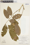 Pterocarpus amazonum (Mart. ex Benth.) Amshoff, BRAZIL, P. J. M. Maas 13078, F