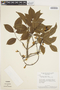 Pterocarpus rohrii Vahl, BRAZIL, H. S. Irwin 6201, F