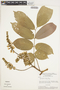 Pterocarpus rohrii Vahl, BRAZIL, G. T. Prance 2417, F
