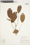 Pterocarpus rohrii Vahl, BRAZIL, C. A. Cid Ferreira 8120, F