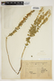 Poiretia tetraphylla (Poir.) Burkart, URUGUAY, W. G. F. Herter 678, F