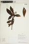 Bonnetia paniculata Spruce ex Benth., PERU, F