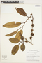 Freziera verrucosa (Hieron.) Kobuski, Peru, M. O. Dillon 6300, F