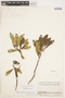 Gordonia fruticosa (Schrad.) H. Keng, BOLIVIA, F