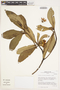 Gordonia fruticosa (Schrad.) H. Keng, Peru, J. G. Sánchez V. 298A, F