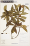 Gordonia fruticosa (Schrad.) H. Keng, Peru, I. M. Sánchez Vega 6337, F