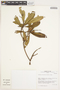Gordonia fruticosa (Schrad.) H. Keng, Peru, J. G. Sánchez V. 467, F