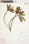 Gordonia fruticosa (Schrad.) H. Keng, Peru, I. M. Sánchez Vega 6286, F
