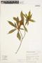 Gordonia fruticosa (Schrad.) H. Keng, BRAZIL, F