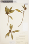 Gordonia fruticosa (Schrad.) H. Keng, BRAZIL, F