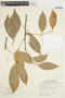 Protium heptaphyllum (Aubl.) Marchand, SURINAME, J. C. Lindeman 4802, F