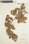 Cnestidium guianense (G. Schellenb.) G. Schellenb., Guyana, J. S. de la Cruz 4381, F