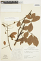 Cnestidium guianense (G. Schellenb.) G. Schellenb., Suriname, J. van Donselaar 3077, F