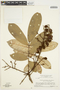 Connarus perrottetii (DC.) Planch. var. perrottetii, Suriname, H. S. Irwin 55386, F
