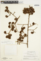 Connarus perrottetii (DC.) Planch. var. perrottetii, Suriname, H. S. Irwin 55592, F