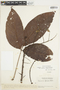 Connarus ruber var. sprucei (Baker) Forero, Venezuela, Ll. Williams 15609, F