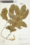 Connaraceae, Bolivia, A. H. Gentry 73652, F