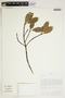 Theaceae, Venezuela, H. H. van der Werff 5308, F
