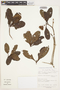 Gordonia fruticosa (Schrad.) H. Keng, Peru, G. Haxaire 5075, F