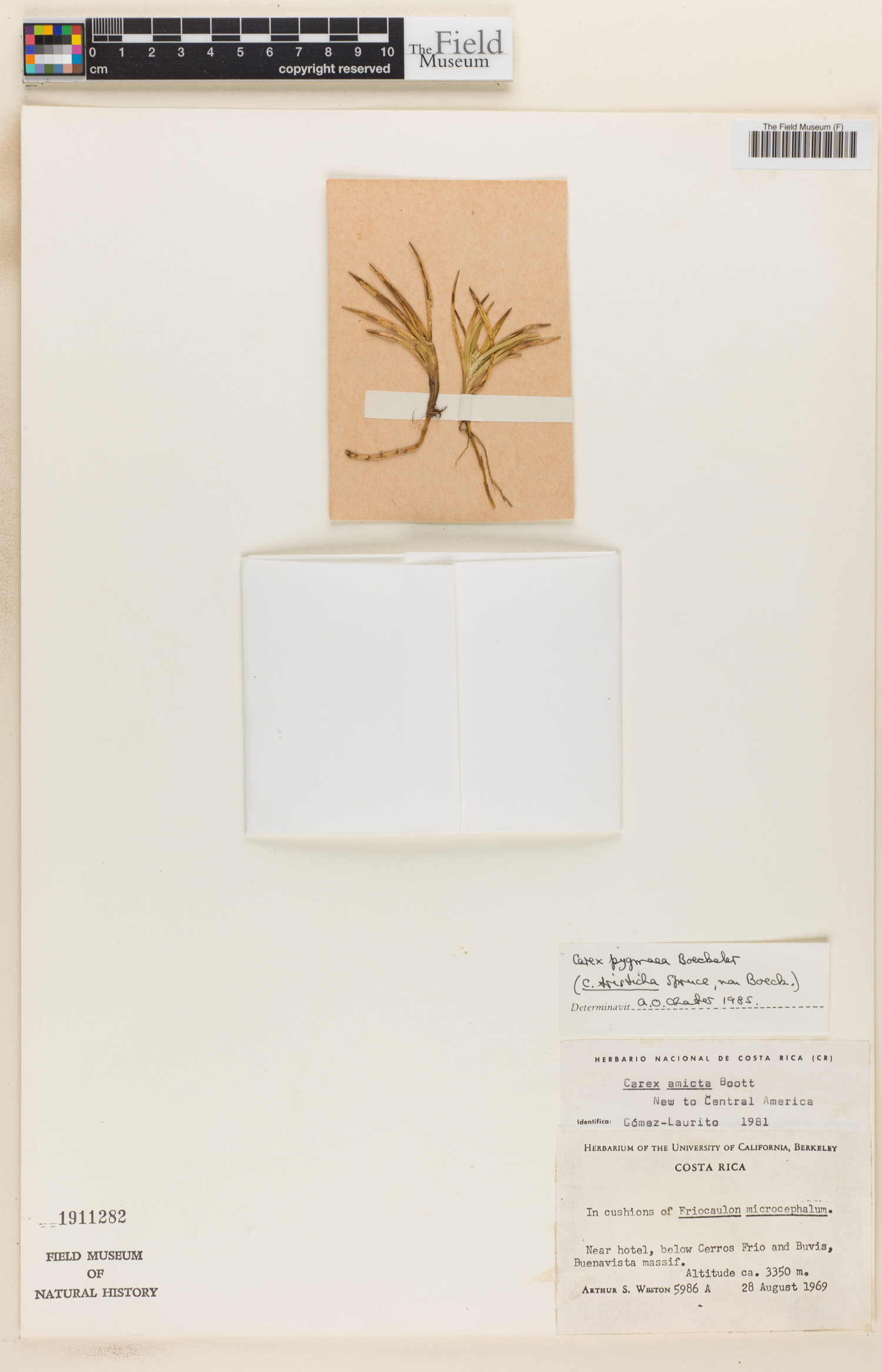 Carex pygmaea image