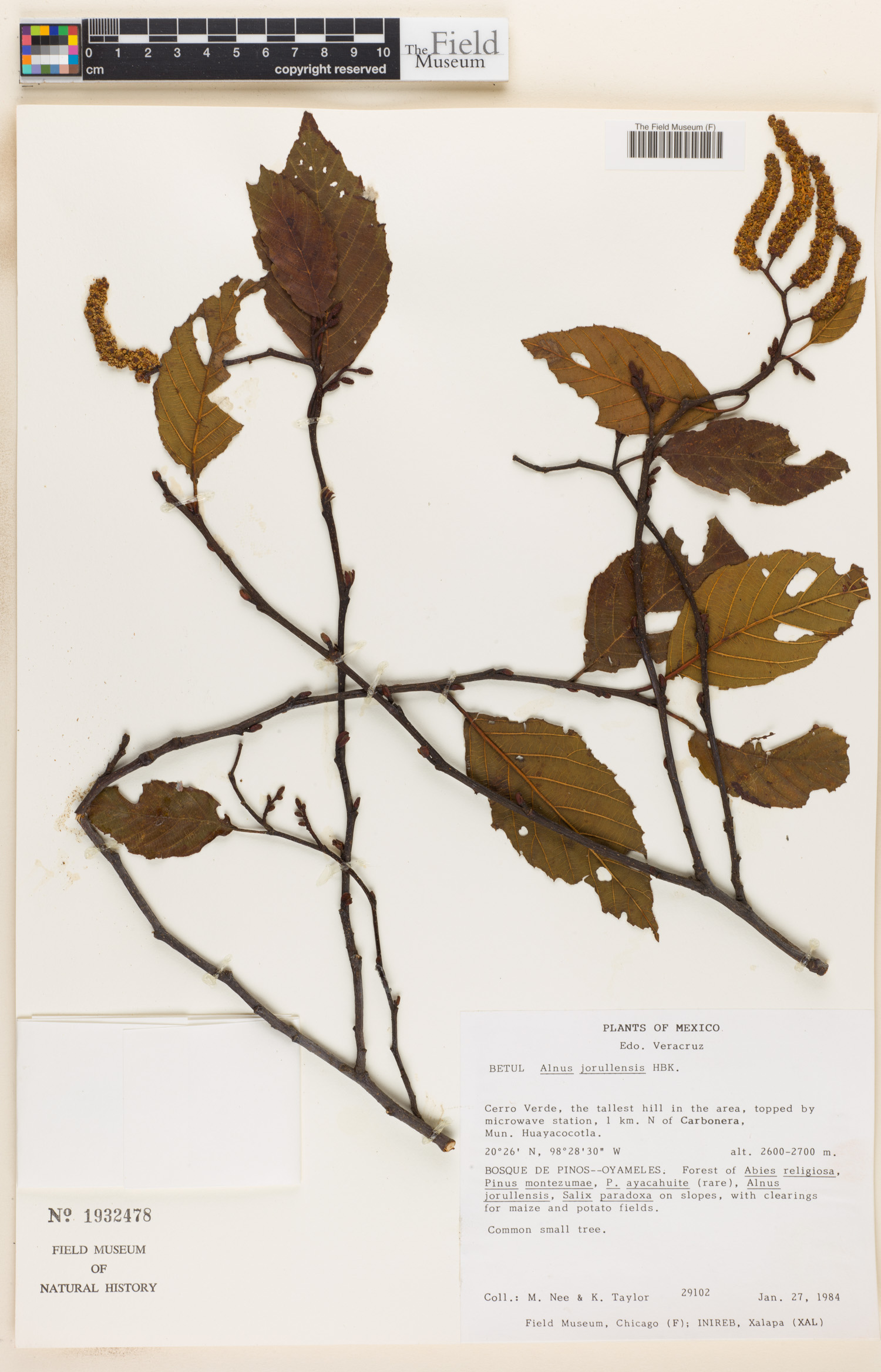 Alnus jorullensis image