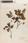 Alnus jorullensis subsp. jorullensis, MEXICO, 4649, F