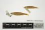 811:Notropis dilectus:7::::Cyprinidae:237:SEM-107A:North America:U.S.A.