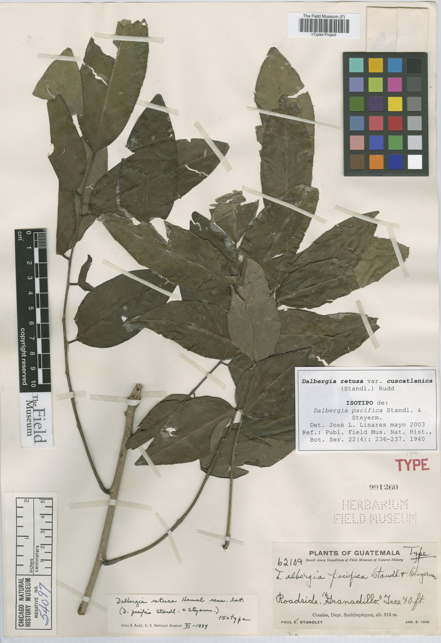 Dalbergia cuscatlanica image