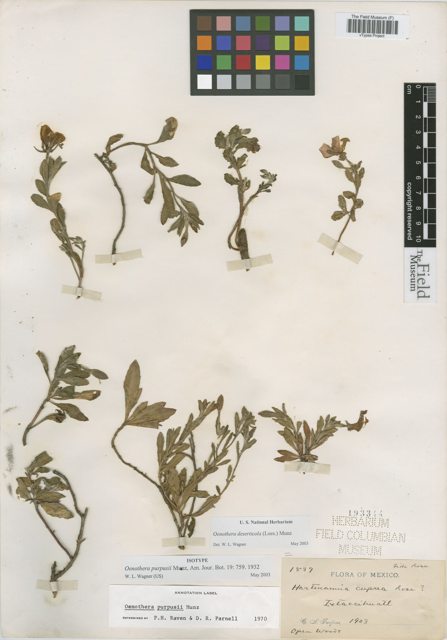 Oenothera deserticola image