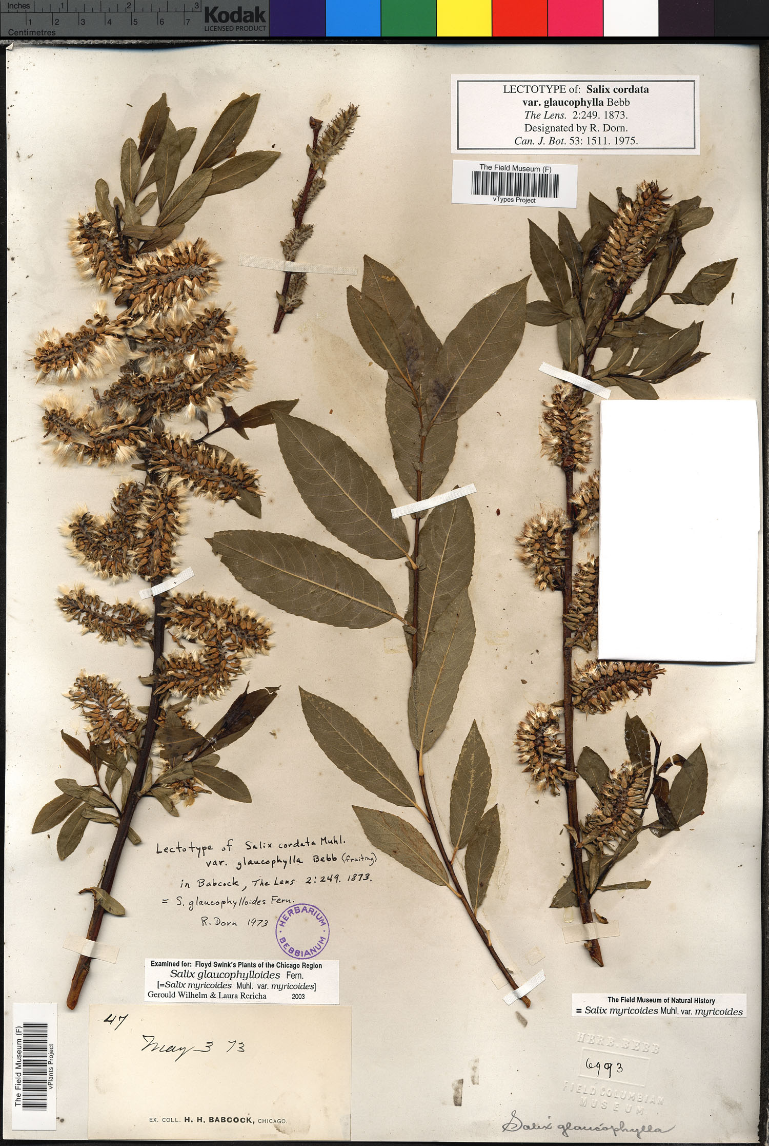 Salix barrattiana var. tweedyi image