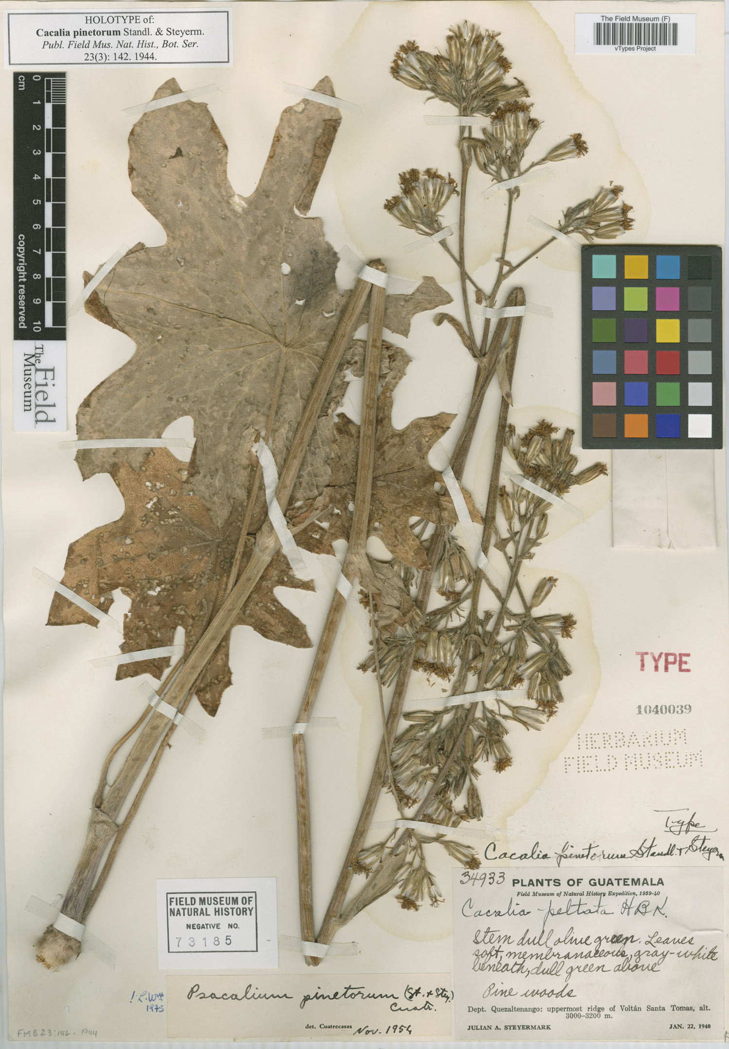 Psacalium pinetorum image