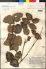 Calea crassifolia Standl. & Steyerm., GUATEMALA, J. A. Steyermark 45627, Holotype, F