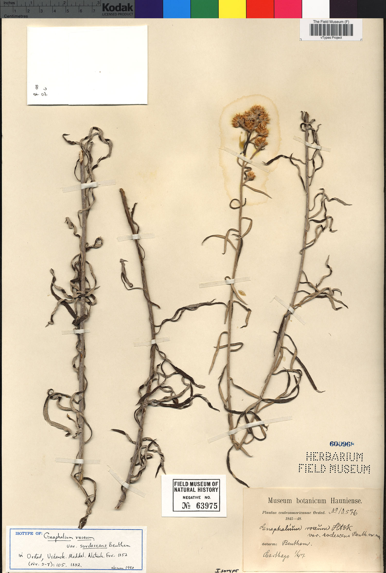 Gnaphalium roseum var. sordescens image