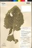 Perezia glandulifera D. L. Nash, GUATEMALA, L. O. Williams 41167, Holotype, F
