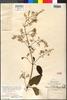 Mikania guatemalensis Standl. & Steyerm., GUATEMALA, B. L. Robinson 40, Holotype, F