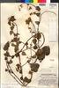 Mikania concinna Standl. & Steyerm., GUATEMALA, J. A. Steyermark 43292, Holotype, F