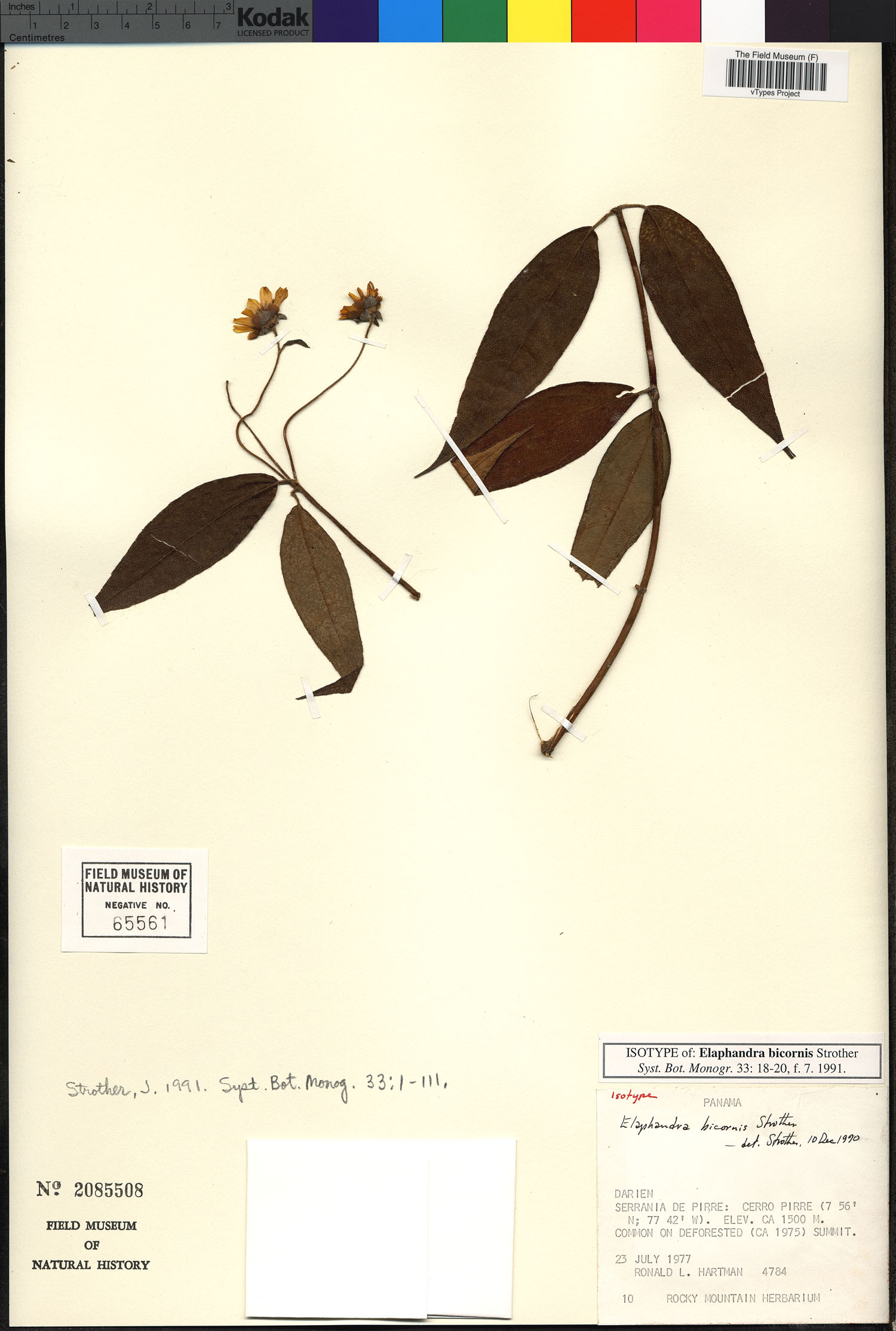 Elaphandra bicornis image