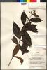 Lundellianthus steyermarkii image