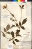 Dahlia coccinea var. steyermarkii Sherff, Guatemala, J. A. Steyermark 50341, Holotype, F