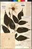 Dahlia lehmannii var. leucantha Sherff, COSTA RICA, Austin Smith 620, Holotype, F