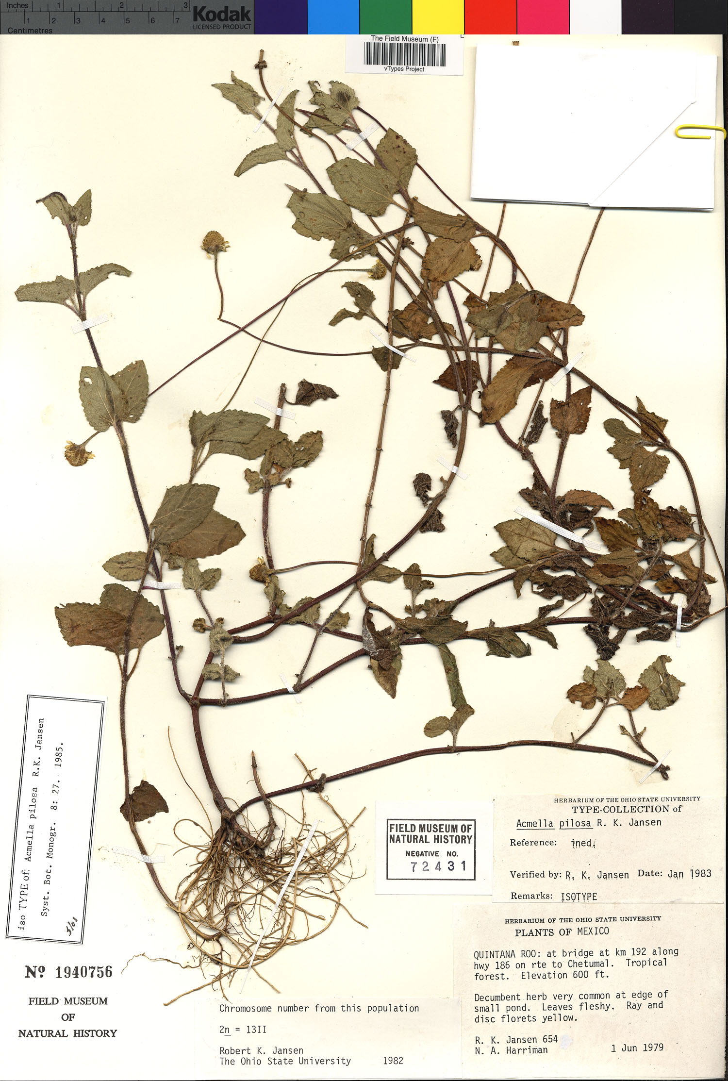 Acmella pilosa image