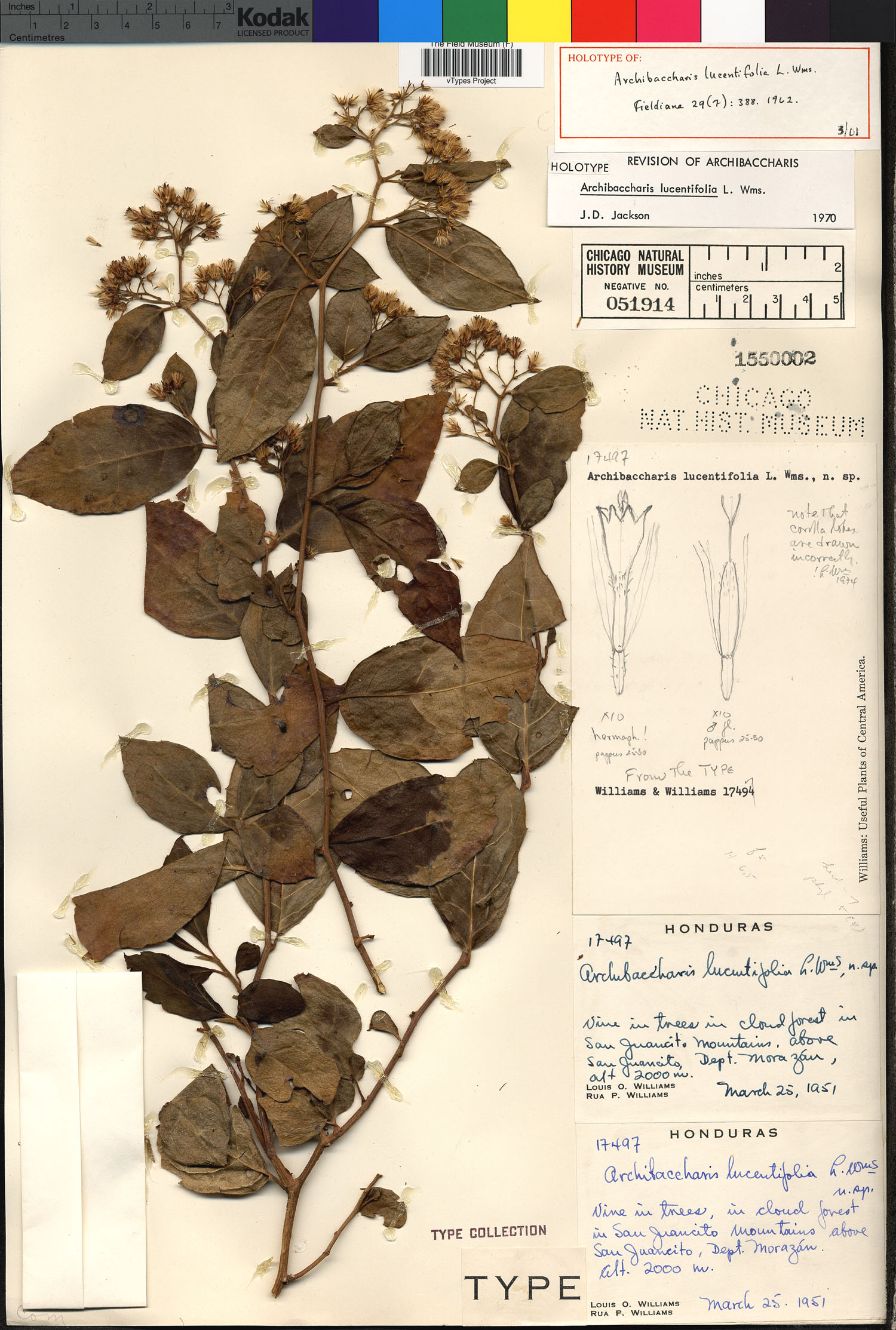 Archibaccharis lucentifolia image