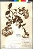 Archibaccharis linearilobis Jacks., GUATEMALA, W. C. Burger 16446, Holotype, F