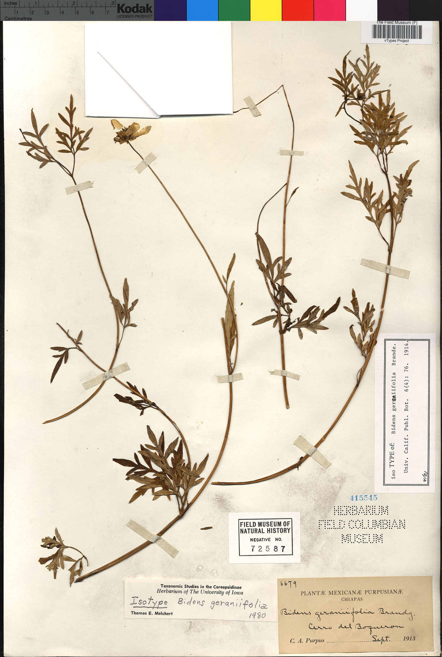 Bidens geraniifolia image