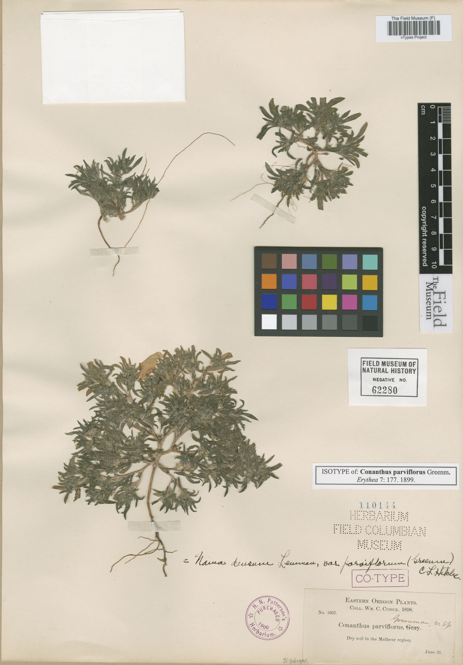 Nama parviflora image